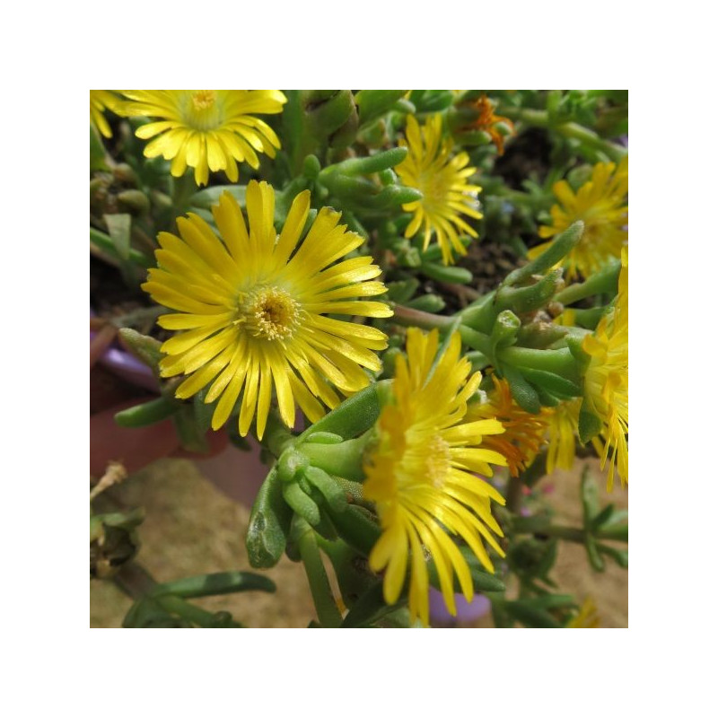 Delosperma golden wonder®