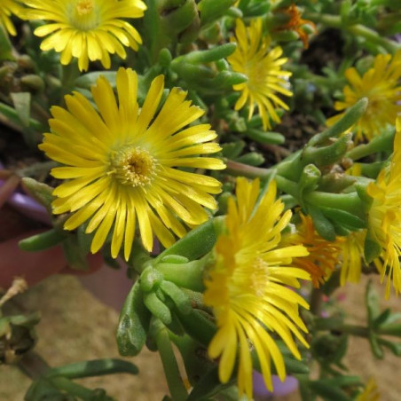 Delosperma fire wonder®