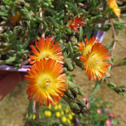 Delosperma orange wonder®