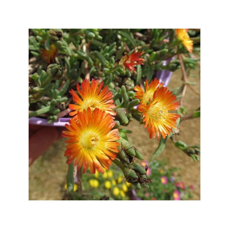 Delosperma orange wonder®