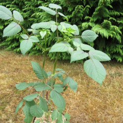 Dahlia imperialis