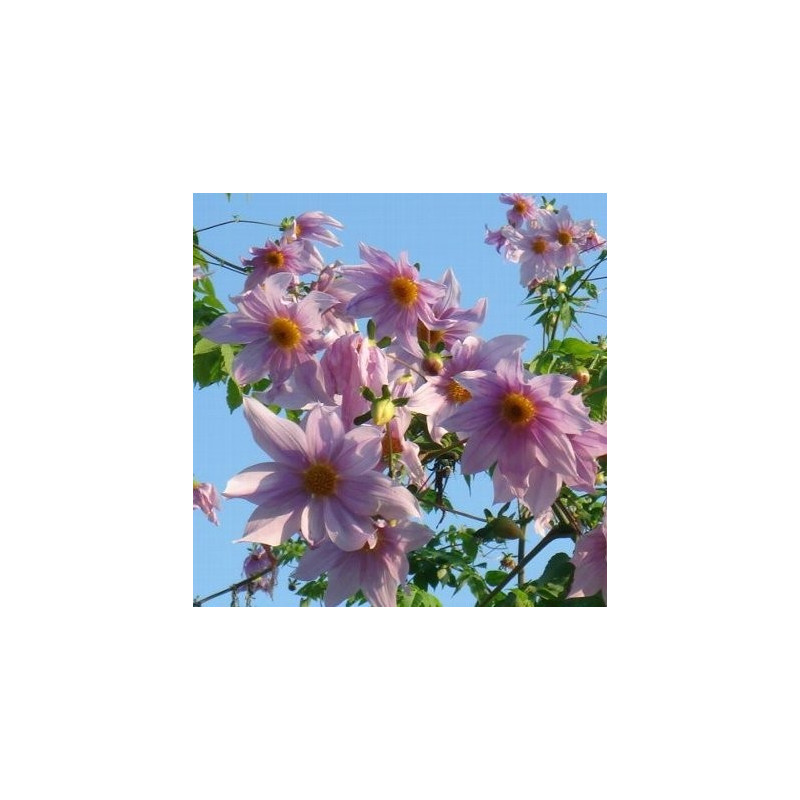 Dahlia imperialis