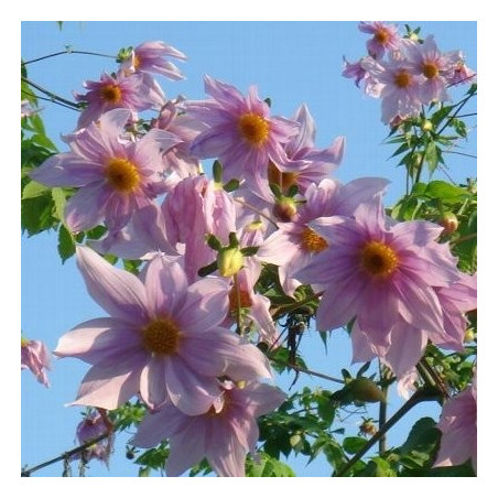 Dahlia imperialis