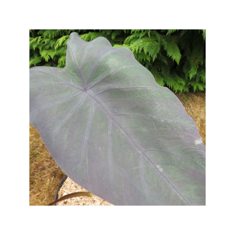 Colocasia dragon heart giant