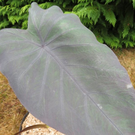 Colocasia dragon heart giant