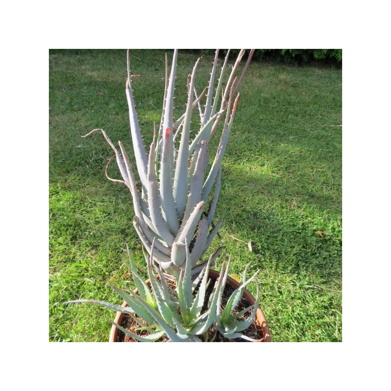 Aloe blue elf