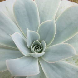 Echeveria domingo