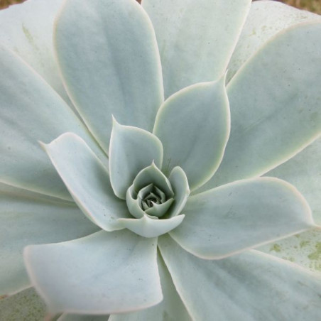 Echeveria domingo