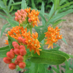 Asclepias tuberosa