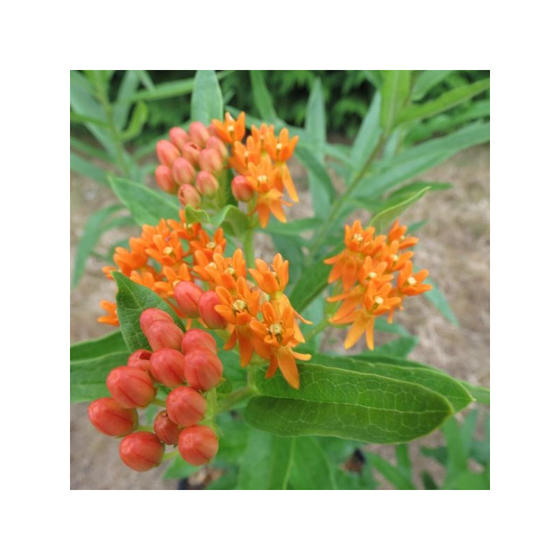 Asclepias tuberosa