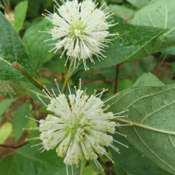 Cephalanthus occidentalis