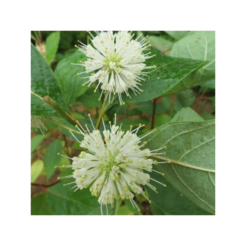 Cephalanthus occidentalis