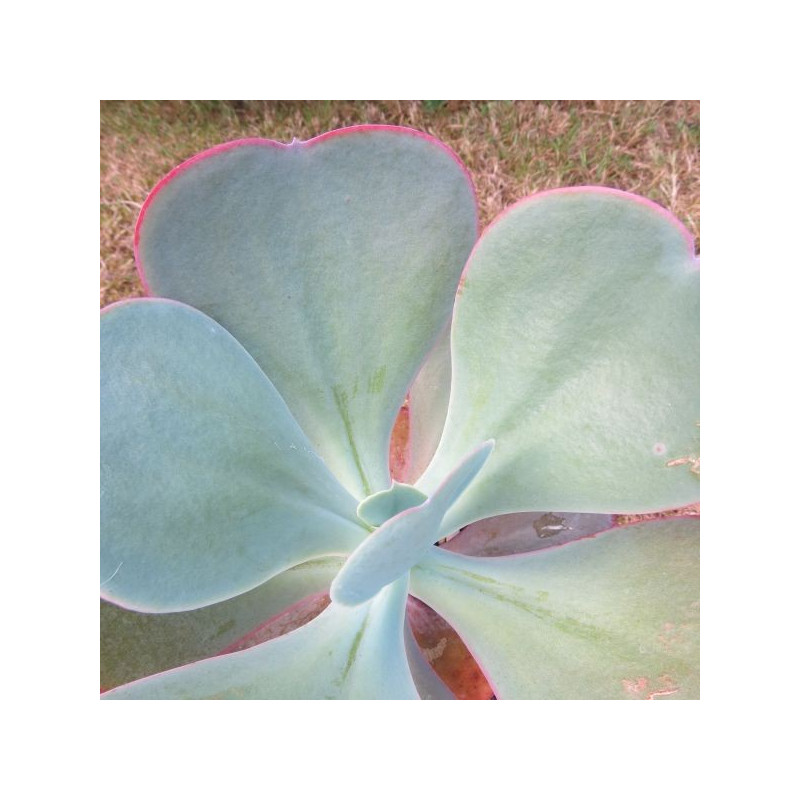 Echeveria gibbiflora XXL