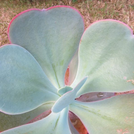 Echeveria gibbiflora XXL