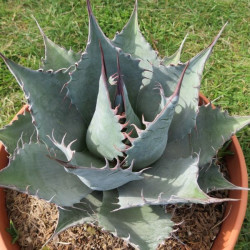 Agave parrasana meat claw