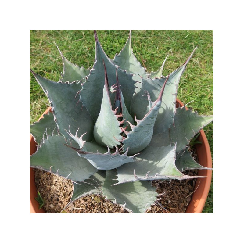 Agave parrasana meat claw