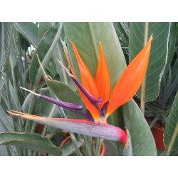 Strelitzia reginae