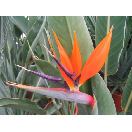 Strelitzia reginae