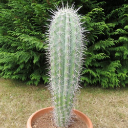 Pachycereus pringlei