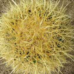 Echinocactus grusonii horridispinum