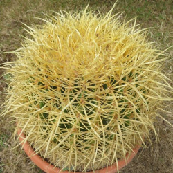 Echinocactus grusonii horridispinum