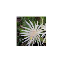 Epiphyllum pumilum