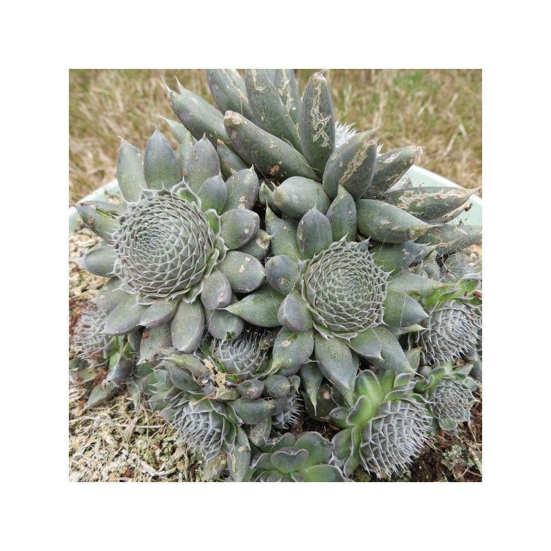 Orostachys spinosa