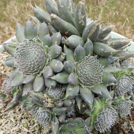 Orostachys spinosa