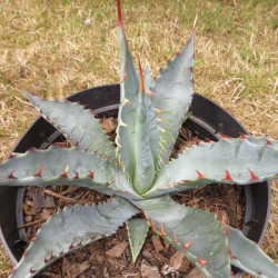 Agave chrysantha new river