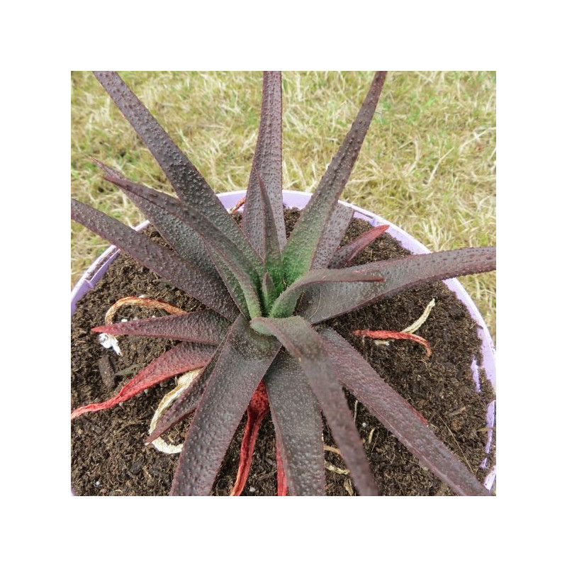 Aloe midnight