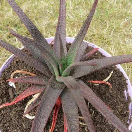 Aloe midnight