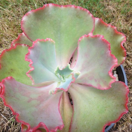 Echeveria fire and ice