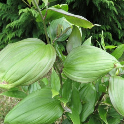 Disporum cantoniense green giant