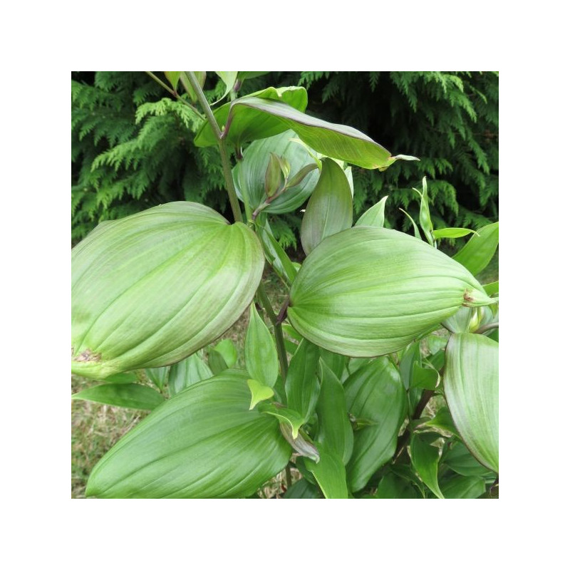 Disporum cantoniense green giant