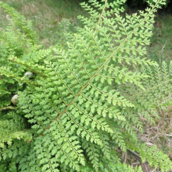 Polystichum setiferum plumosum densum