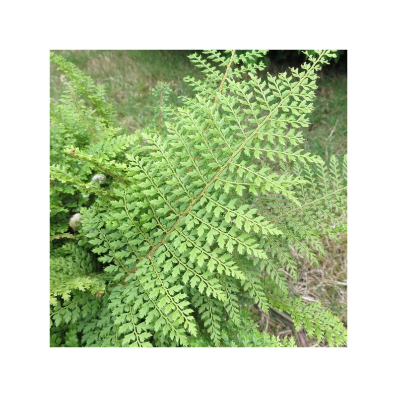 Polystichum setiferum plumosum densum