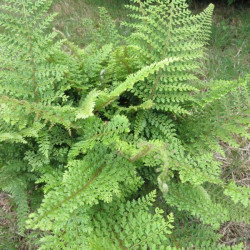 Polystichum setiferum plumosum densum