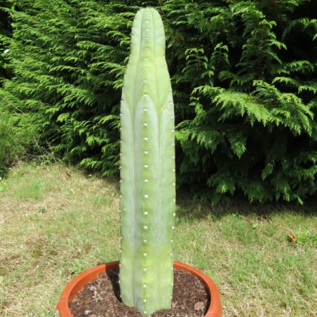 Echinopsis pachanoi