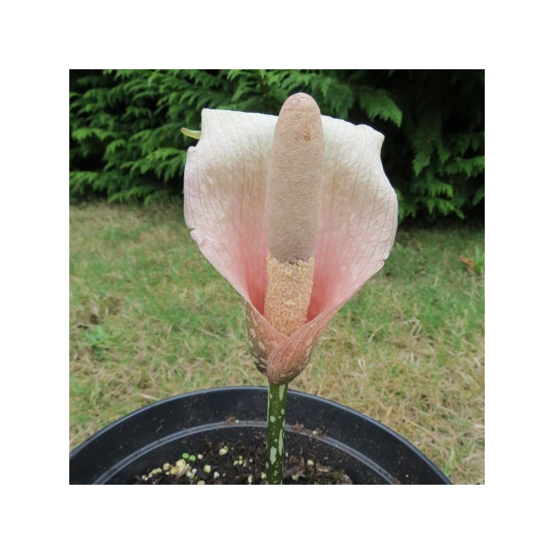 Amorphophallus bulbifer