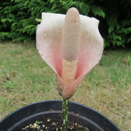 Amorphophallus bulbifer