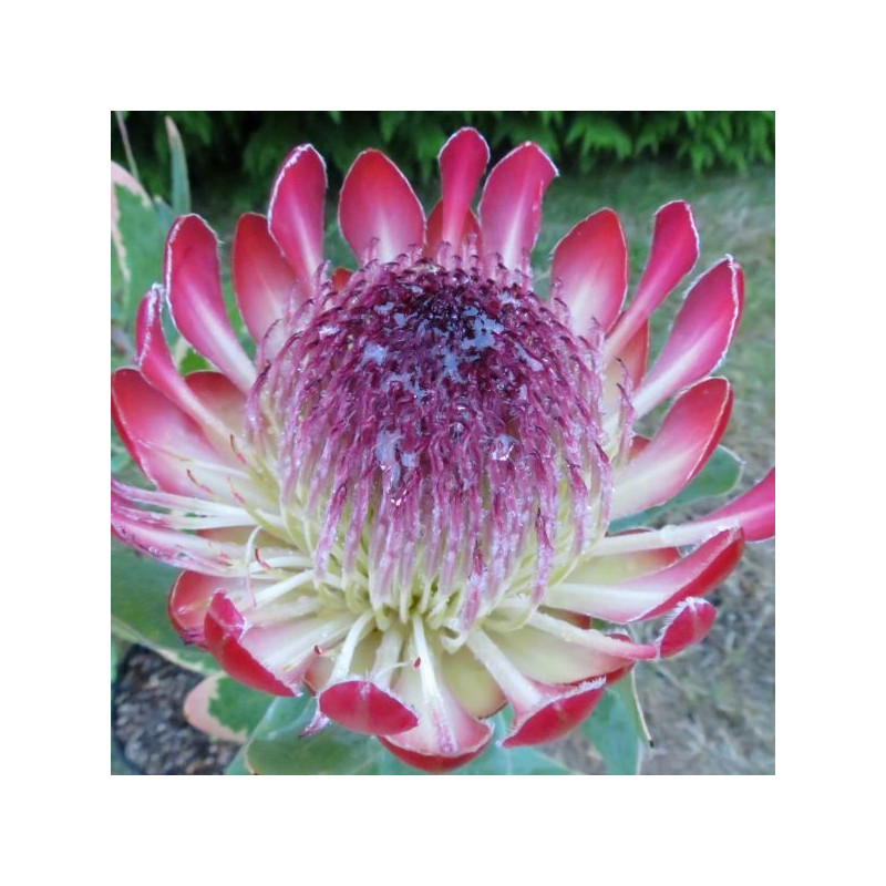 Protea Sylvia