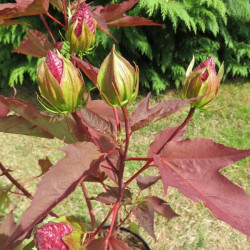 Hibiscus moscheutos planet® griotte