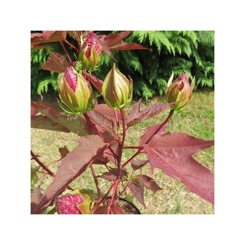 Hibiscus moscheutos planet® griotte