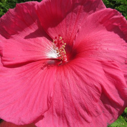 Hibiscus moscheutos planet® griotte