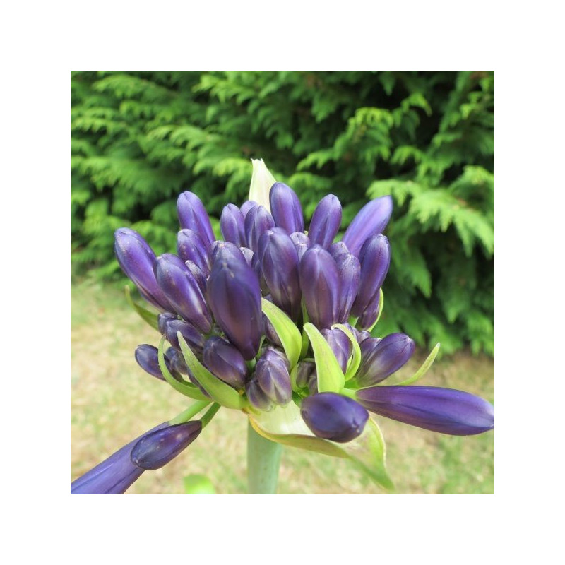 Agapanthus purple delight
