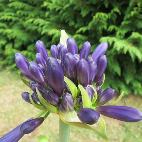 Agapanthus purple delight