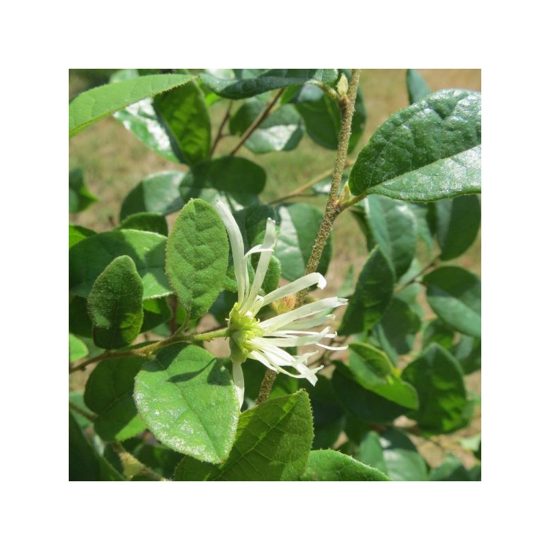 Loropetalum carolina moonlight