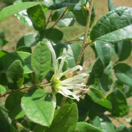 Loropetalum carolina moonlight