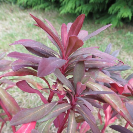 Euphorbia ruby glow