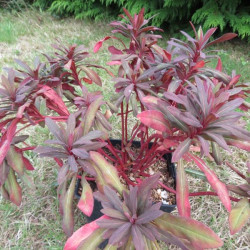 Euphorbia ruby glow